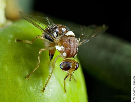 Adulto de Dacus (Bactrocera) oleae