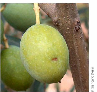 oliva con picadura fresca